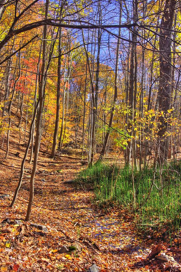 Maryland Country Roads - Autumn Colorfest No. 3 - Catoctin Mountains Frederick County MD Photograph by Michael Mazaika