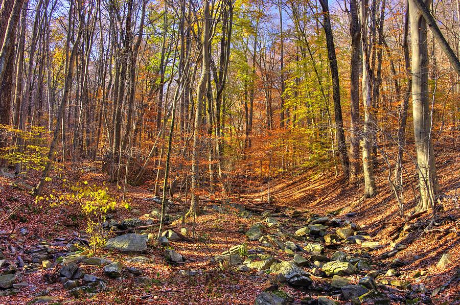 Maryland Country Roads - Autumn Colorfest No. 5 - Catoctin Mountains Frederick County MD Photograph by Michael Mazaika