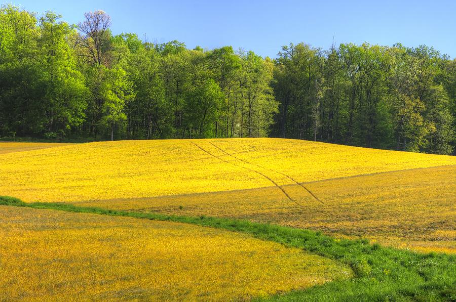 Maryland Country Roads - Disappearing Into Gold - Farm Fields-C  Photograph by Michael Mazaika
