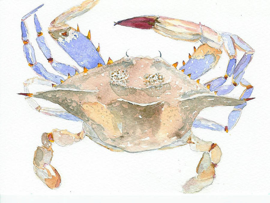 Maryland Crab Painting by Anne Marie Brown
