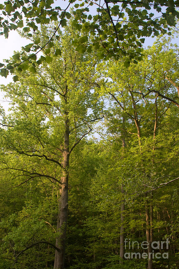 Maryland Trees Canopy Photograph by Chris Scroggins