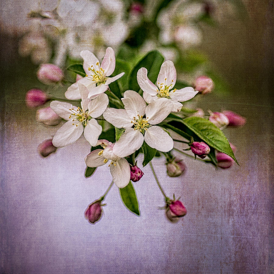 Marys Crabapple Blossoms 1 Photograph by Wayne Meyer