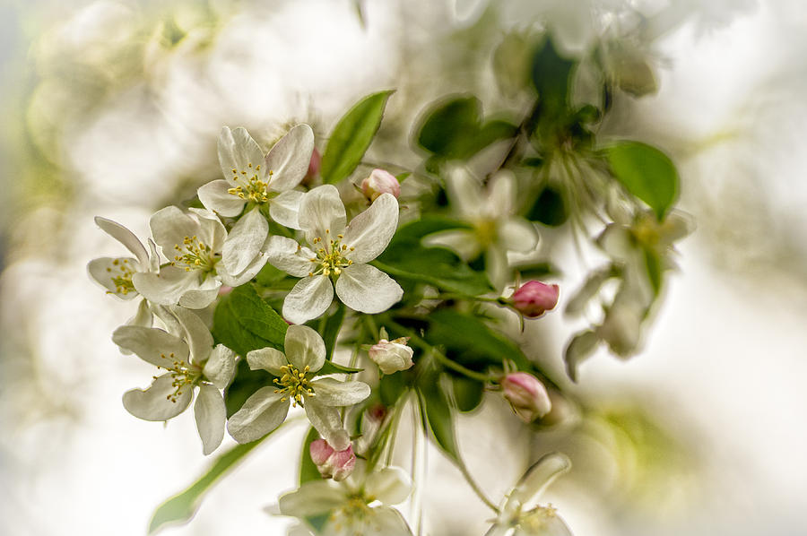 Spring Photograph - Marys Crabapple Blossoms 2 by Wayne Meyer