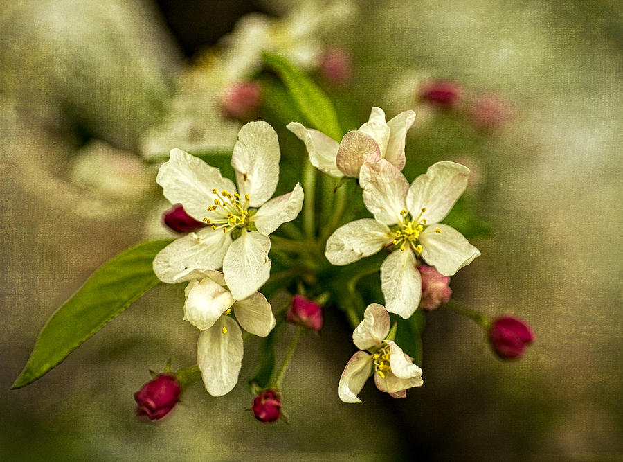 Spring Photograph - Marys Crabapple Blossoms 3 by Wayne Meyer
