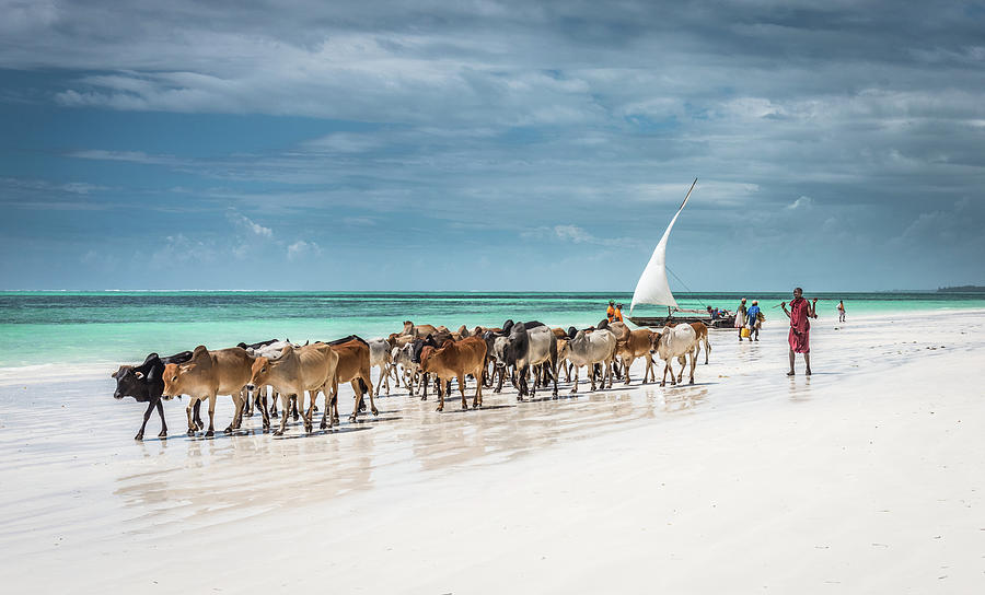 Masai Cattle On Zanzibar Beach Photograph by Jeffrey C. Sink