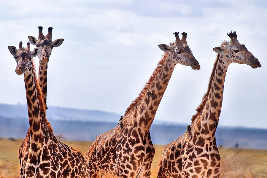 Masai Giraffe Photograph by Adam Romanowicz