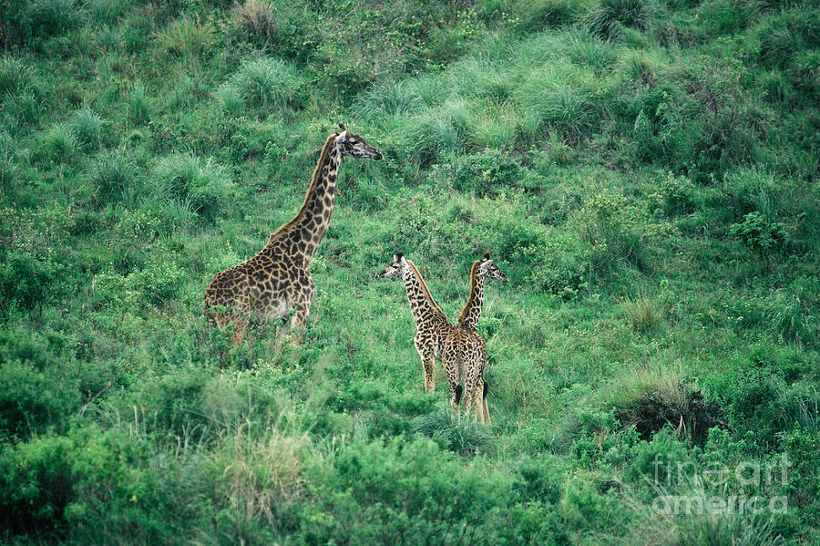 Masai Giraffe Adult And Two Young Photograph by Gregory G. Dimijian, M.D.