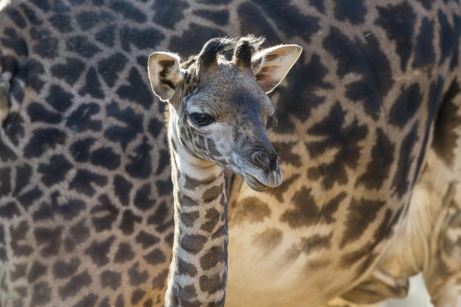 Masai Giraffe Calf Photograph by Zssd