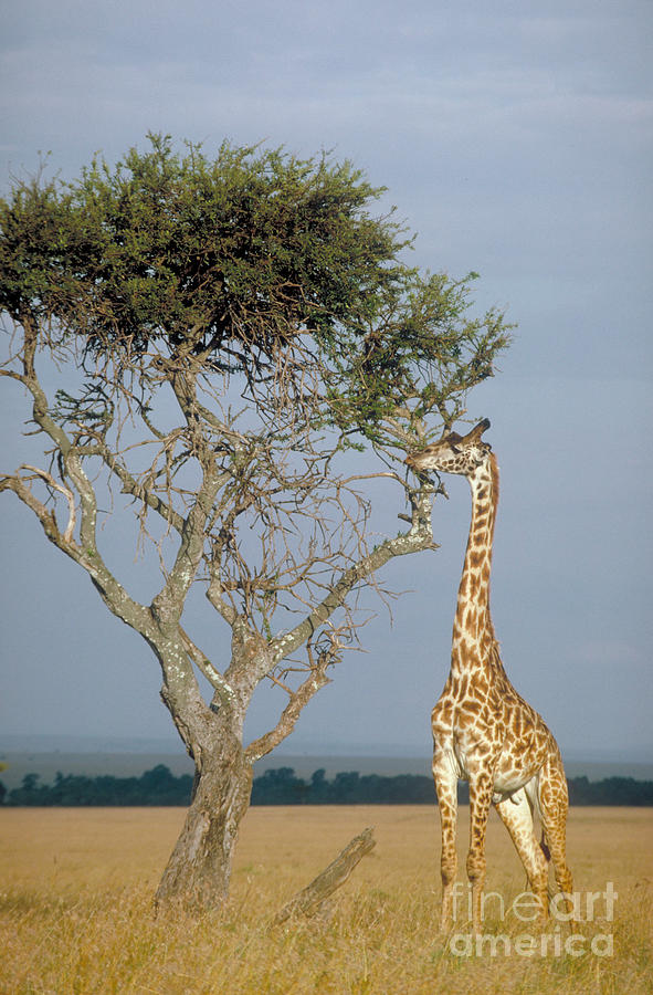Masai Giraffe Eating Photograph by Gregory G. Dimijian