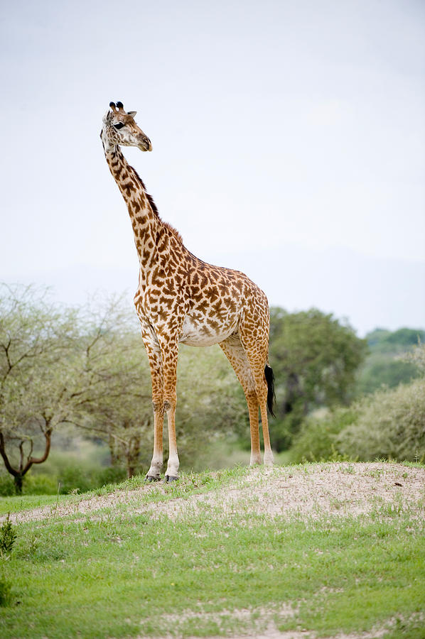 Nature Photograph - Masai Giraffe Giraffa Camelopardalis by Panoramic Images