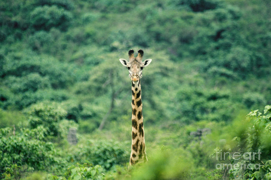 Masai Giraffe Photograph by Gregory G. Dimijian, M.D.