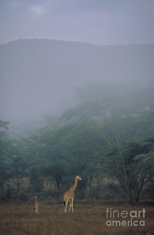 Masai Giraffe Photograph by Gregory G. Dimijian