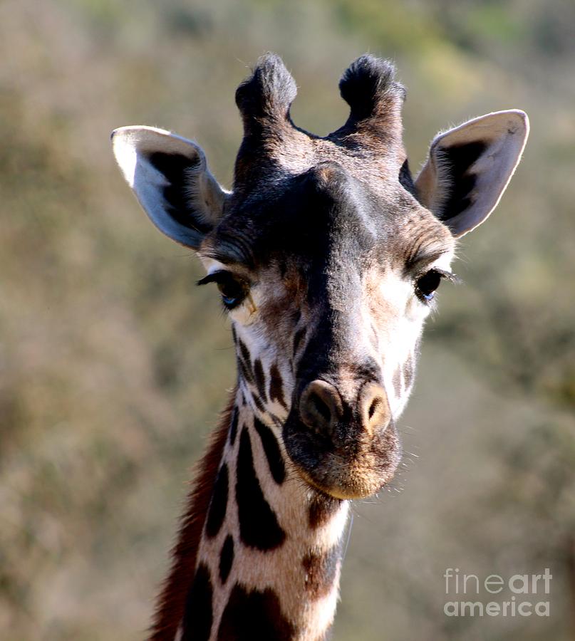 Masai Giraffe Photograph