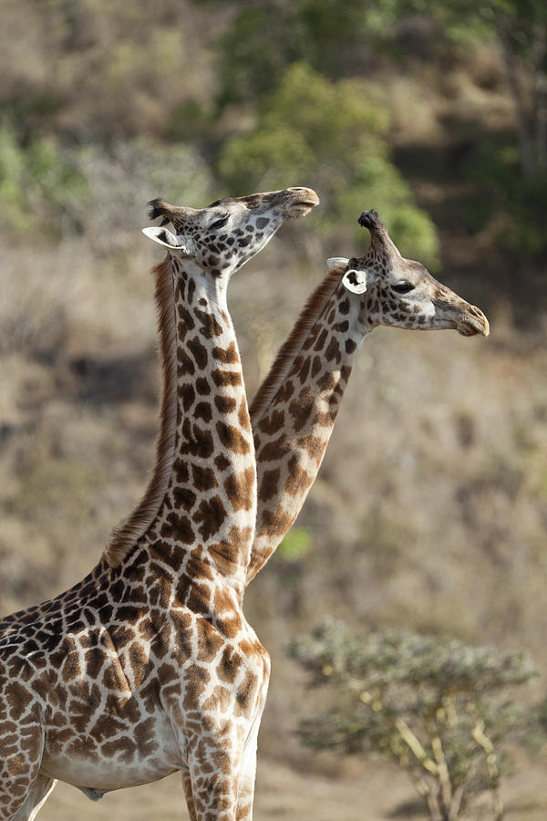 Masai Giraffe Males Fighting Tanzania Photograph by Konrad Wothe