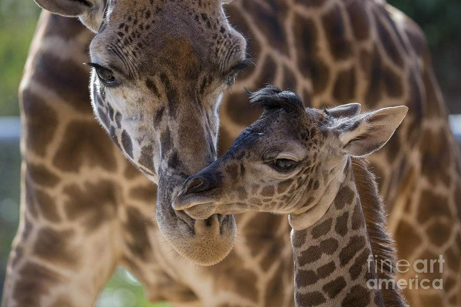 Masai Giraffe And Calf Photograph by San Diego Zoo