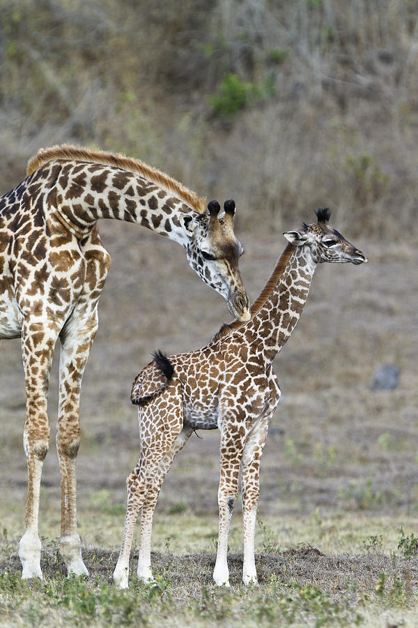 Masai Giraffe Mother Cleaning Calf Photograph by Konrad Wothe