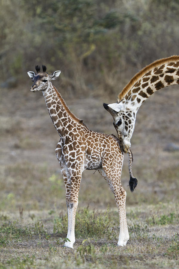 Masai Giraffe Mother Nuzzling Calf Photograph by Konrad Wothe