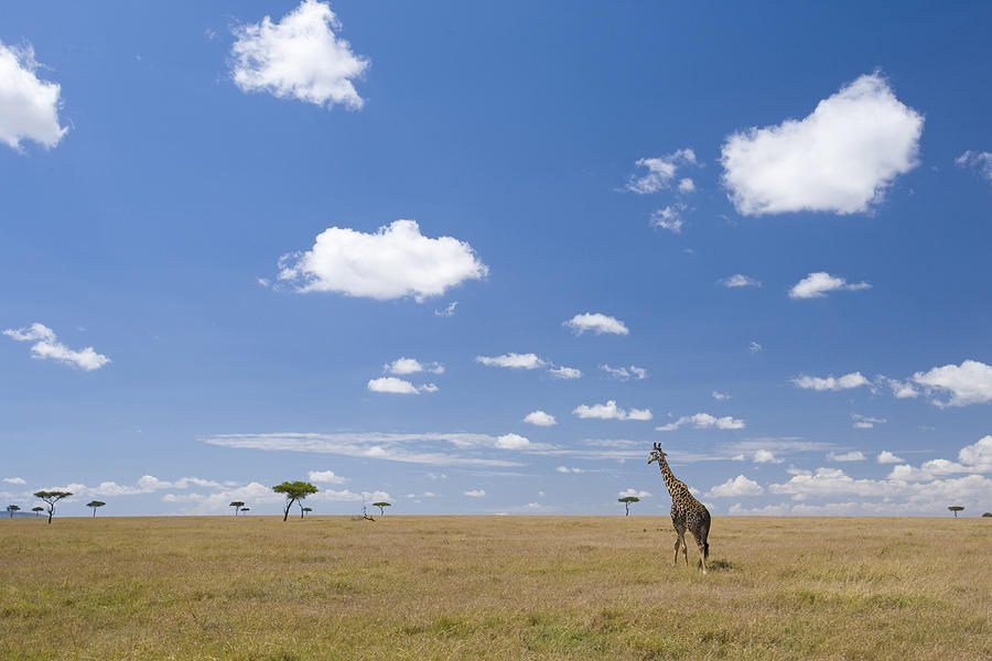Masai Giraffe On Savanna Masai Mara Photograph by Elliott Neep