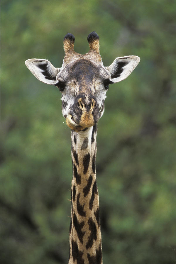Masai Giraffe Serengeti  Photograph by Konrad Wothe