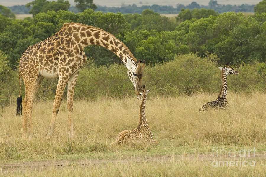 Masai Giraffe With Young Photograph by John Shaw