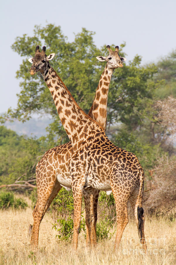 Masai Giraffes Photograph by Chris Scroggins