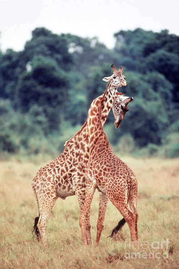 Masai Giraffes Photograph by Gregory G. Dimijian, M.D.