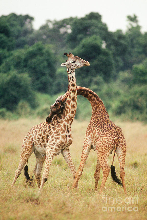 Masai Giraffes Photograph by Gregory G. Dimijian