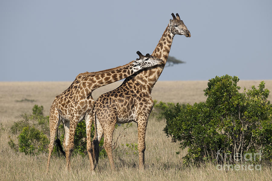 Masai Giraffes Necking Photograph by John Shaw