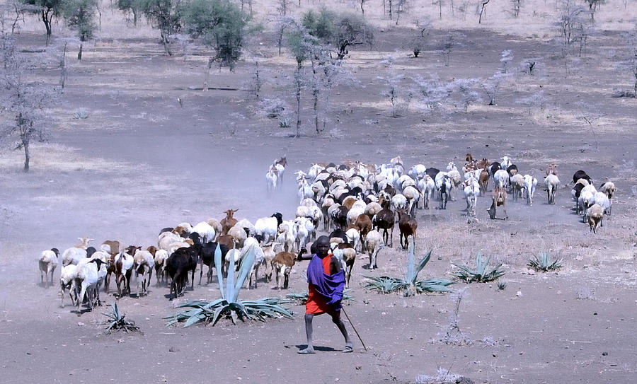 Masai Herder Boy Photograph by Tom Wurl
