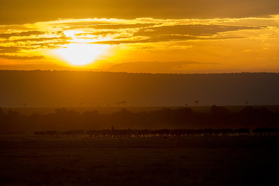 Masai Herding Cattle Photograph by Wade Aiken