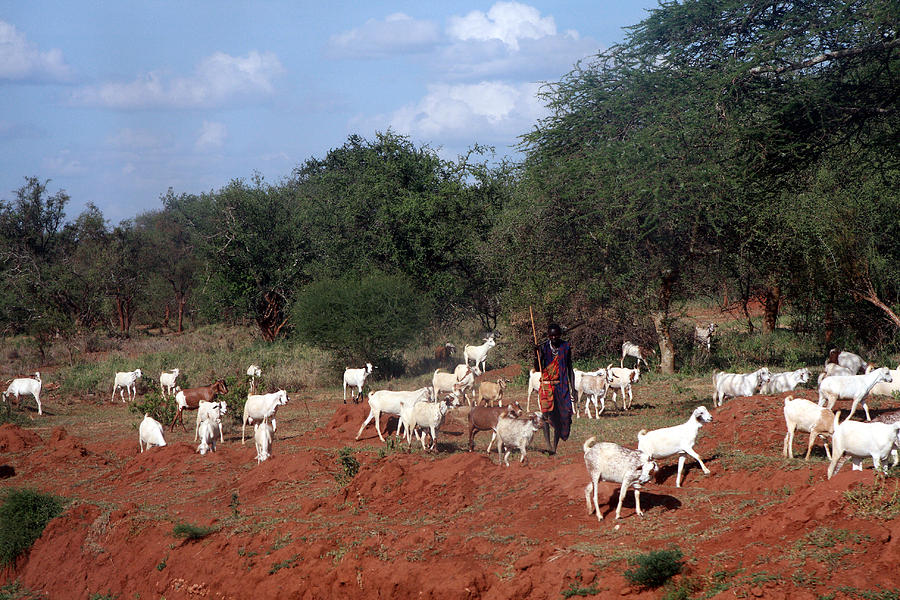 Masai Herdsman Photograph by Aidan Moran