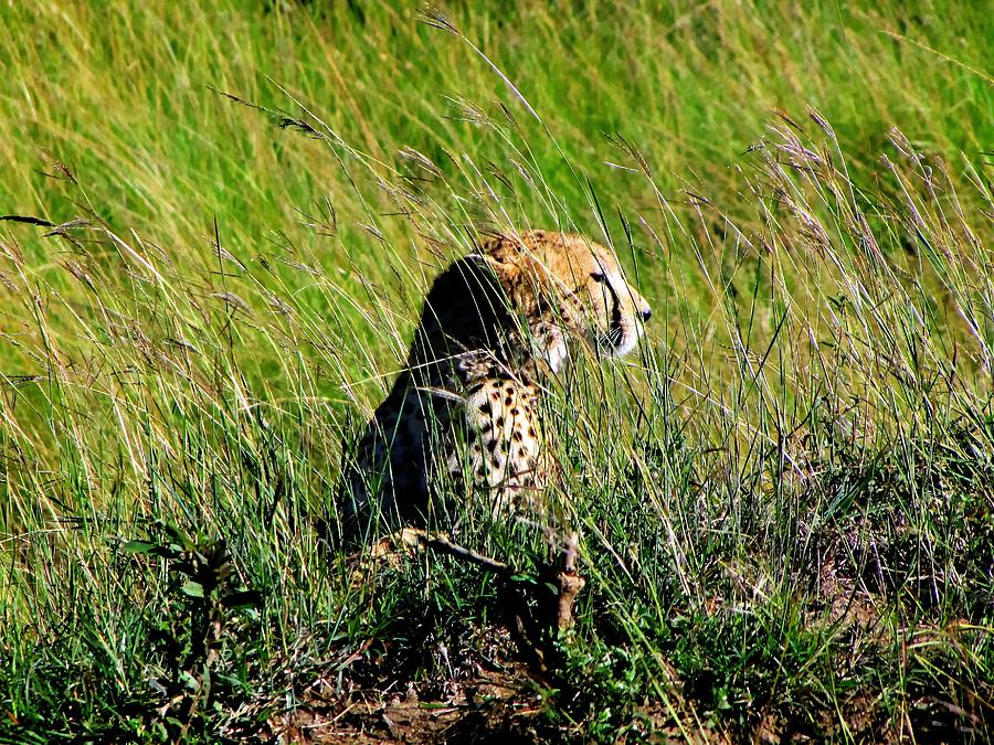 Masai Mara Game reserve in Kenya Africa Photograph by Paul James Bannerman