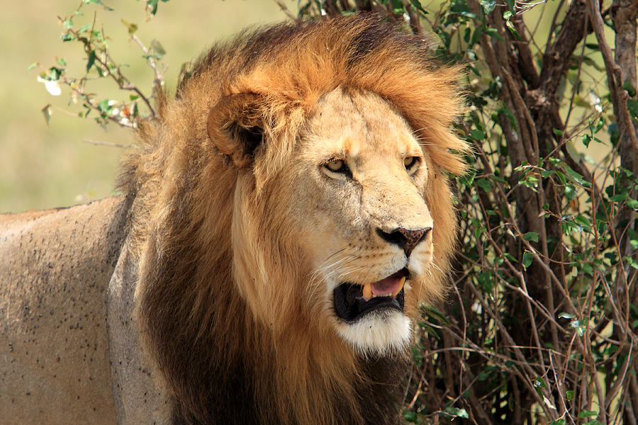 Masai Mara Lion Photograph by Aidan Moran