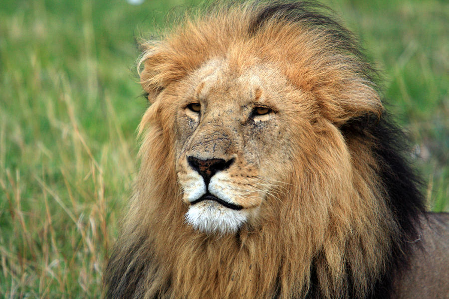 Masai Mara Lion Portrait Photograph
