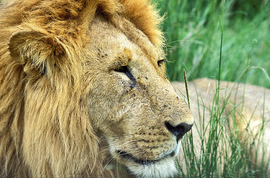 Masai Mara Lion Photograph by Tina Manley
