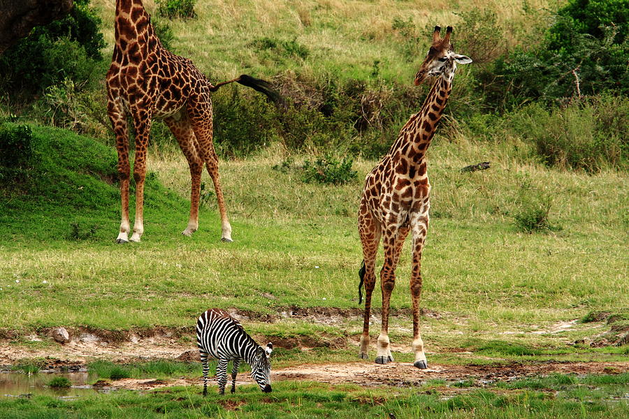 Masai Mara Wildlife Scene Photograph by Aidan Moran