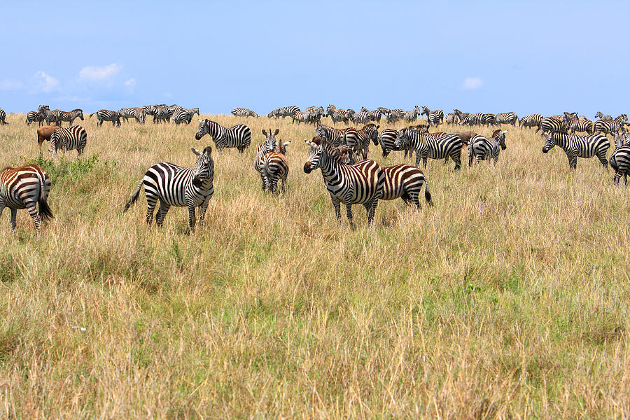 Zebras Of The Masai Mara Nature Reserve Photograph by Aidan Moran