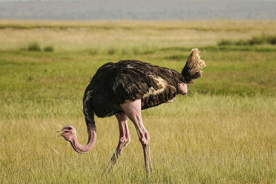 Masai Ostrich Photograph by Gary Hall