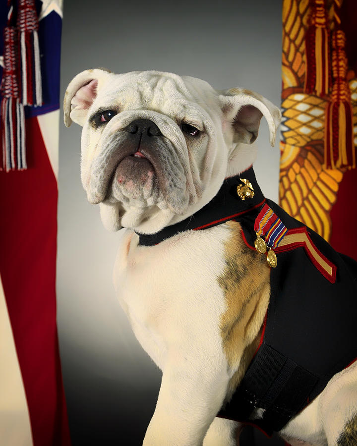 Portrait Photograph - Mascot of the United States Marine Corps by Mountain Dreams