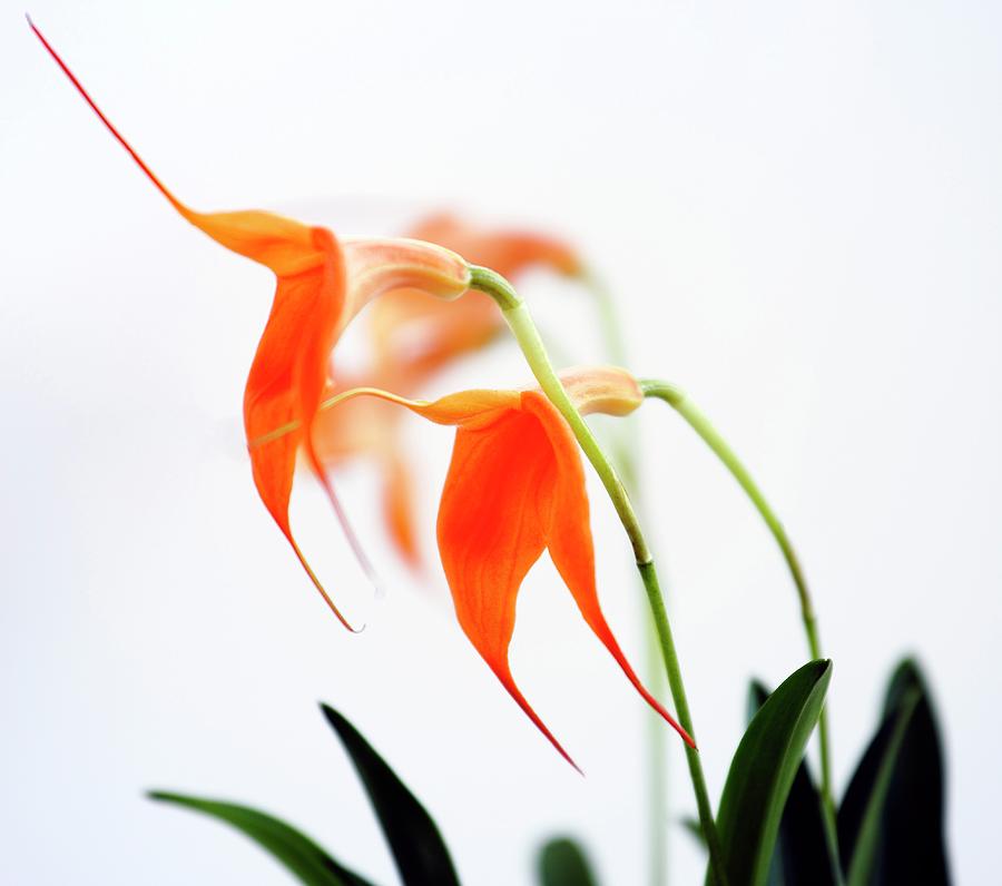 Masdevallia Orchid Photograph by Ian Gowland