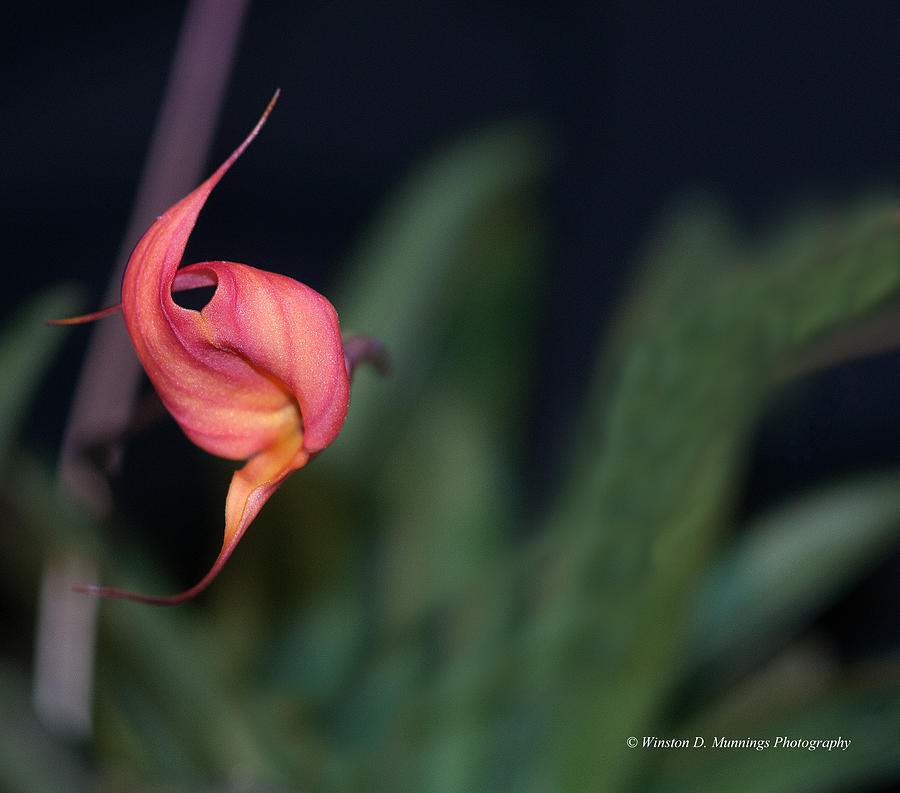 Orchid Photograph - Masdevallia venusta orchid by Winston D Munnings