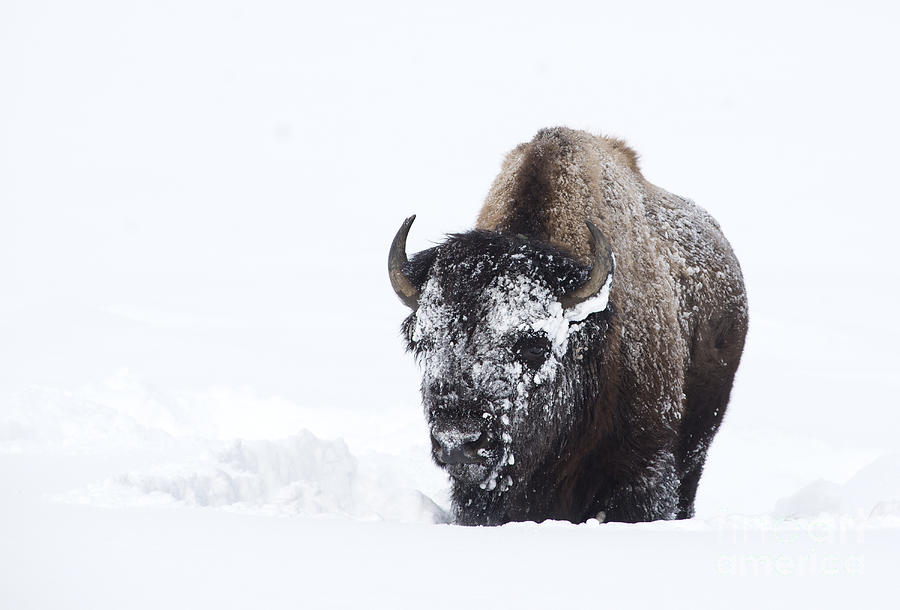 Masked Bison Photograph by Deby Dixon
