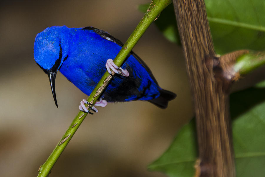 Masked Blue Bird Photograph by Penny Lisowski