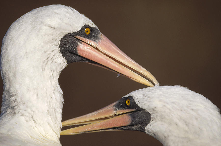 Masked Booby Couple Allopreening Photograph by Tui De Roy