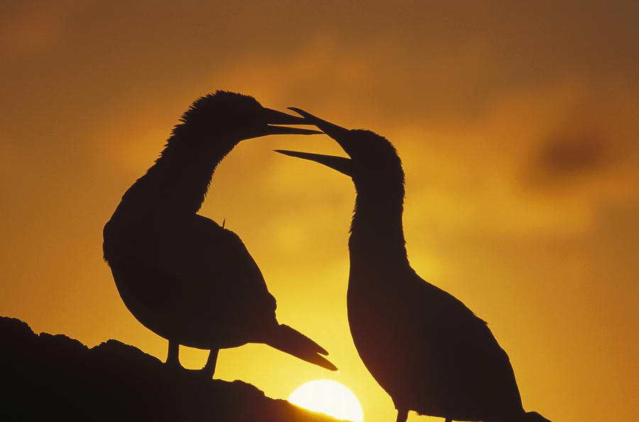 Masked Booby Couple Courting At Sunset Photograph by Tui De Roy
