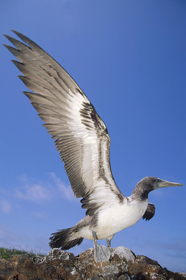 Masked Booby Fledgling Stretching Wings Photograph by Tui De Roy