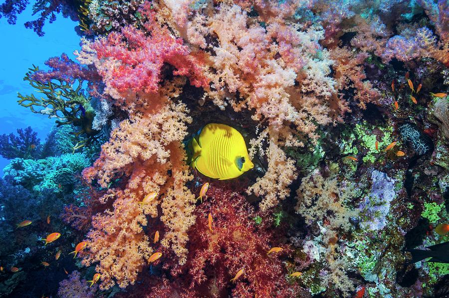 Masked Butterflyfish With Soft Corals Photograph By Georgette Douwma ...