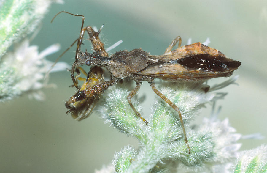 Masked Hunter Assassin Bug Photograph by Harry Rogers