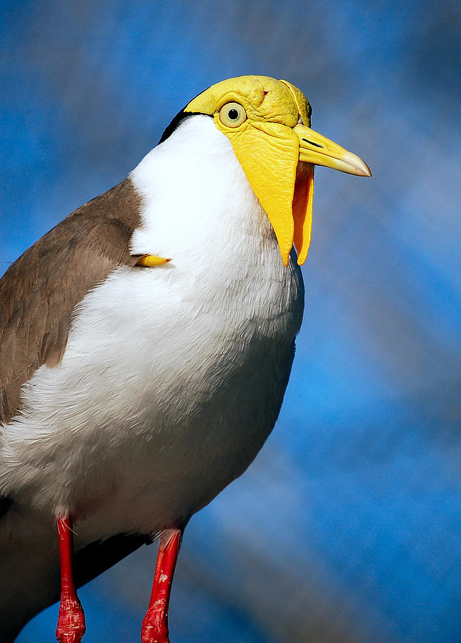 Masked Lapwing Bird Photograph by Donna Proctor