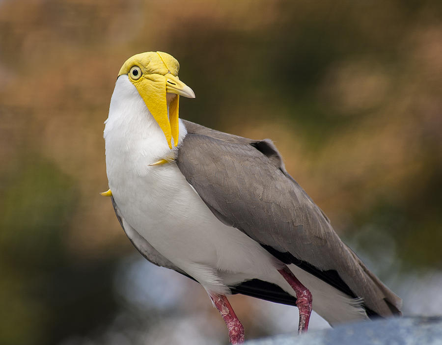 Masked Lapwing Photograph by Carolyn Marshall